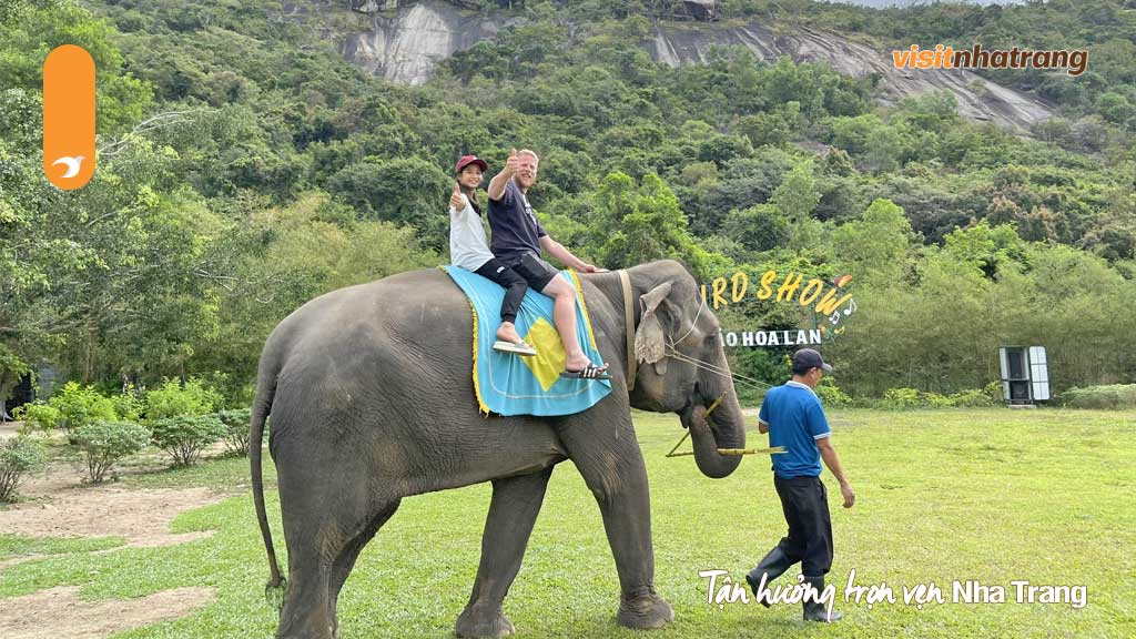 Những chú voi ở suối Hoa Lan Nha Trang rất hiếu động và biết làm trò