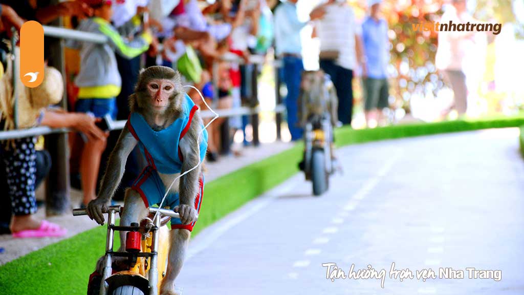 Chiêm ngưỡng những show diễn của những chú khỉ lì lợm khi điều khiên những chiếc xe mô tô