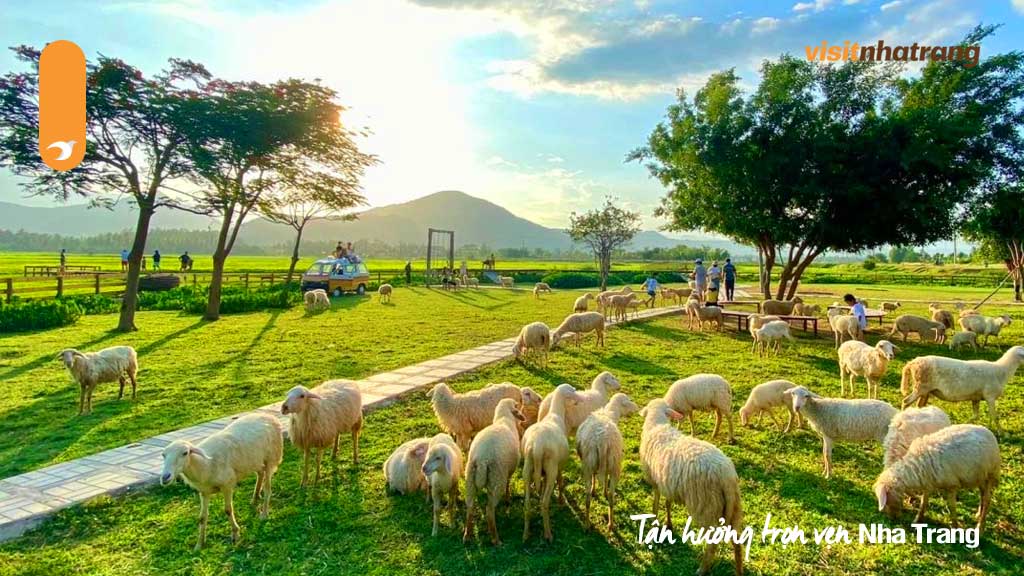 Hãy đến cánh đồng cừu Suối Tiên Khánh Hòa để tận hưởng những cánh đồng, dòng suối trong vắt