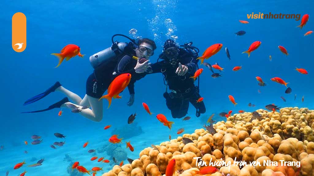 Lặn biển ngắm san hô tại đảo Hòn Mun là một cơ hội hiếm có để bạn khám phá thế giới dưới nước