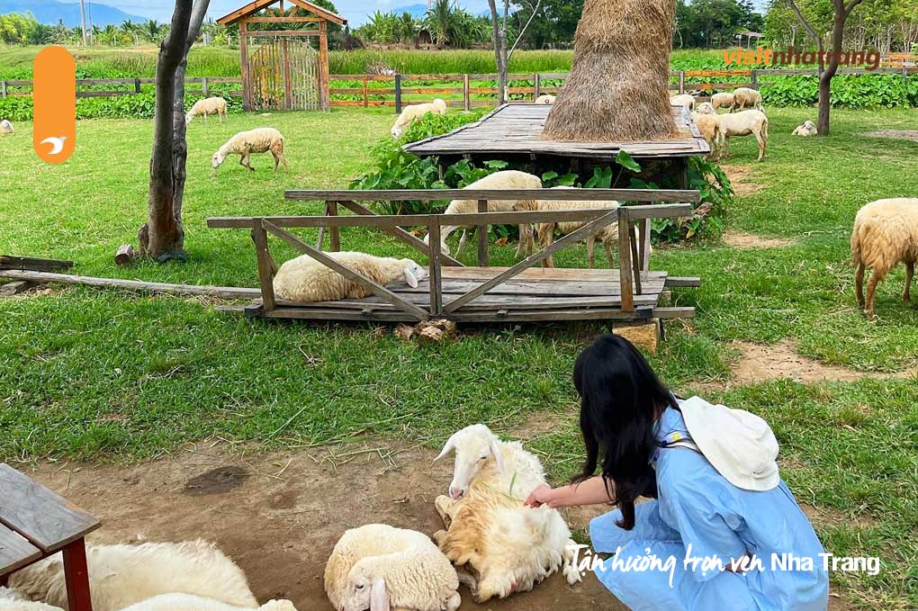 Thời điểm đẹp nhất để đi tour đồng cừu Suối Tiên Nha Trang là từ tháng 6 đến tháng 9