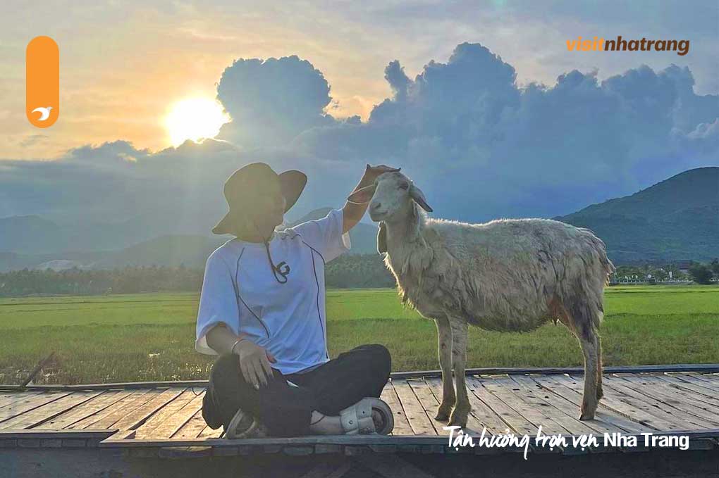 Bạn sẽ bị choáng ngợp bởi vẻ đẹp của bầu trời khi mặt trời lặn tại đồng cừu Nha Trang
