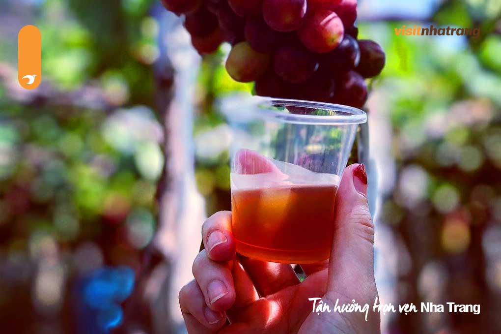 Bạn sẽ được miễn phí thưởng thức các loại rượu nho và siro tại vườn nho Ninh Thuận