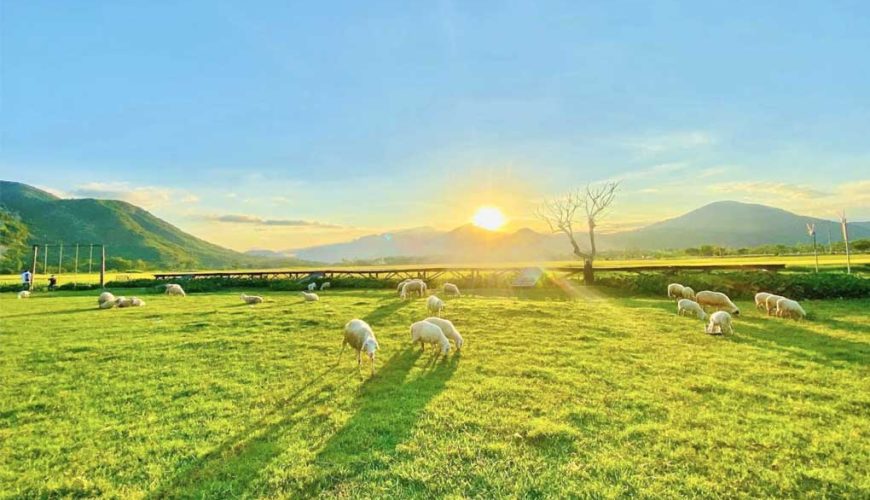 Tour du lịch Đồng Cừu - Hang Rái - Vĩnh Hy - Vườn Nho 1 ngày