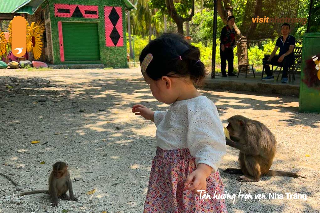 Thỏa sức vui đùa cùng với những chú khỉ tinh nghịch trong tour Đảo Khỉ Nha Trang