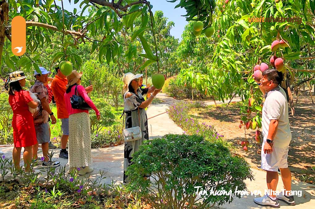 Kết hợp tham quan vườn xoài Cam Lâm để hành trình thêm phần trọn vẹn