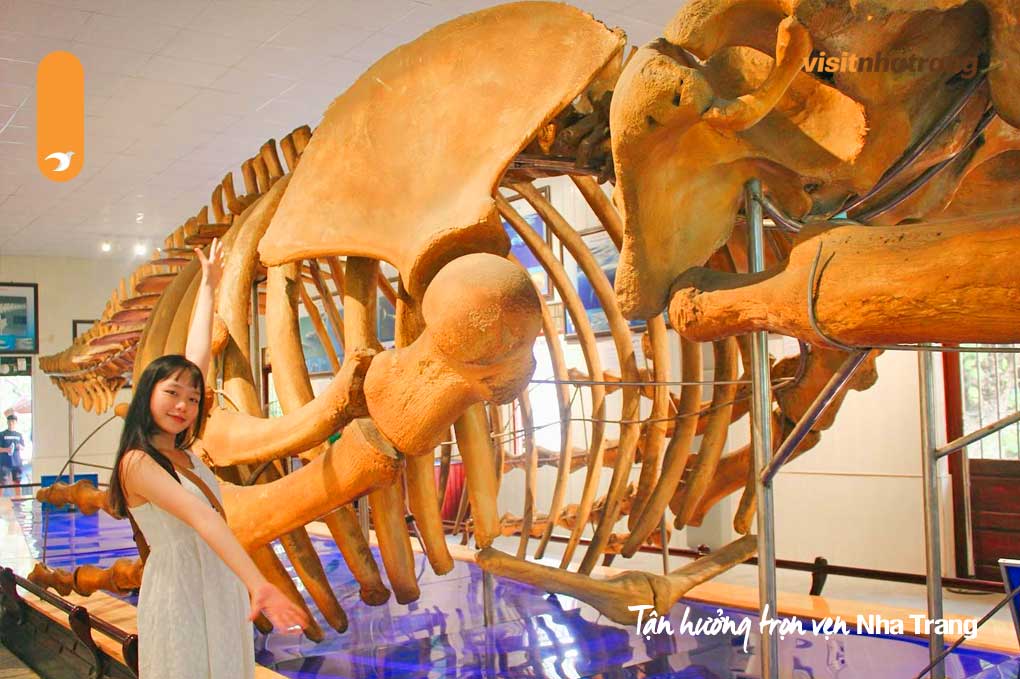 Chiêm ngưỡng bộ xương hóa thạch cổ đại