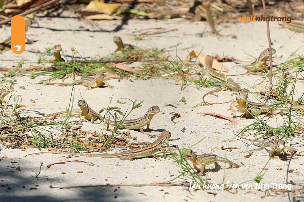 Loài dông cát sinh sống nhiều trên bãi cát Hòn Sầm