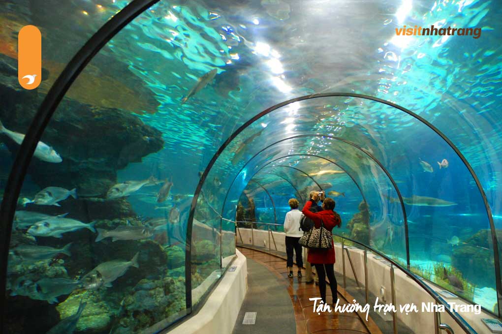 Hồ cá Trí Nguyên sẽ mang đến cho bạn một hành trình khám phá đại dương đầy màu sắc và kỳ thú