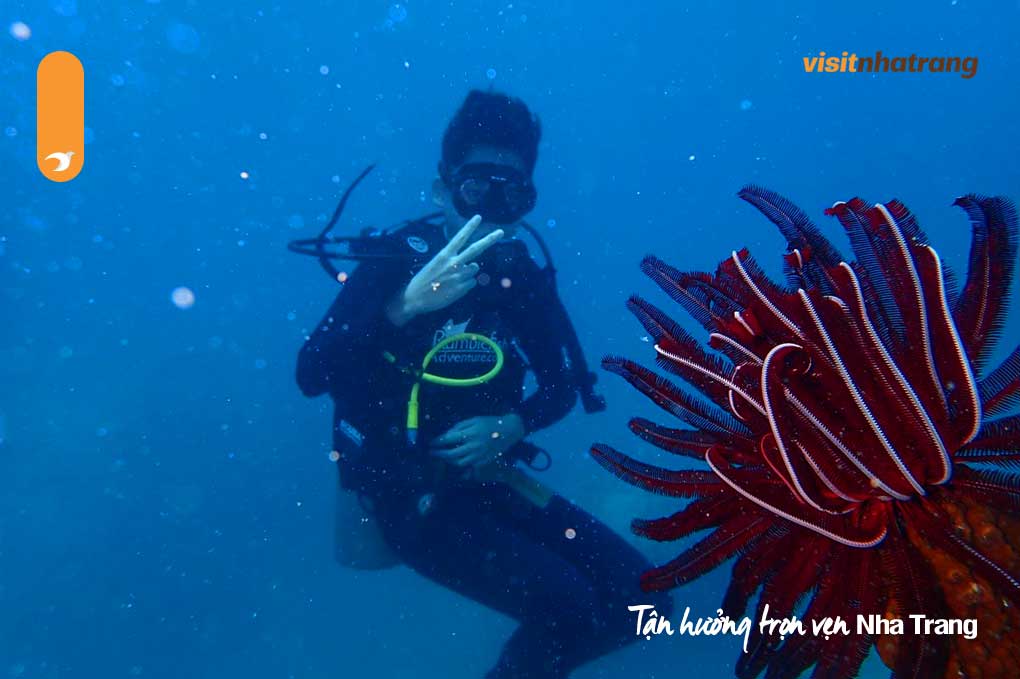 Lặn biển ngắm san hô - Trải nghiệm không thể bỏ lỡ tại Nha Trang