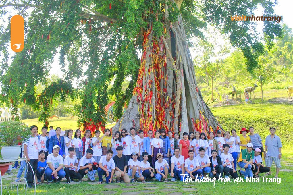 Cây Mộc Thần sừng sững đứng giữa tán rừng già, tỏa bóng mát rượi