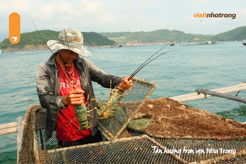 Tôm hùm ở vịnh Cam Ranh có kích thước lớn, thịt chắc, ngọt và đậm đà